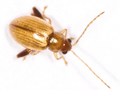 Longitarsus rubiginosus
